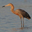 Aigrette roussâtre