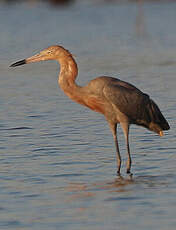 Aigrette roussâtre