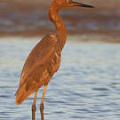 Aigrette roussâtre