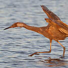 Aigrette roussâtre