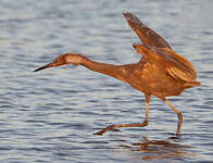 Aigrette roussâtre