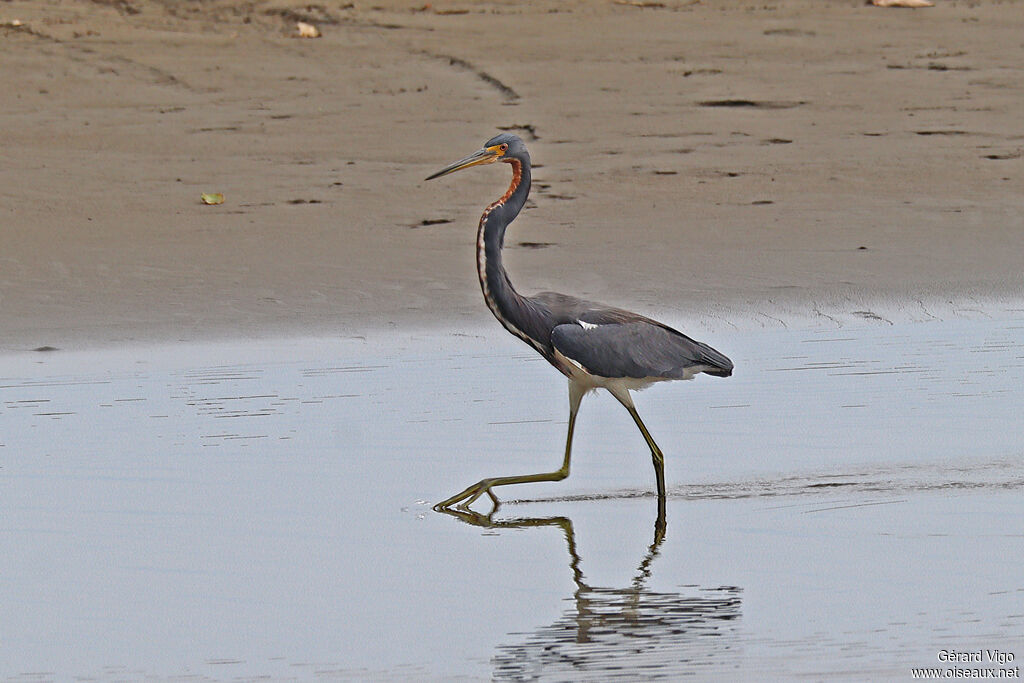 Aigrette tricoloreadulte