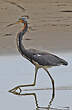 Aigrette tricolore