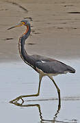 Tricolored Heron