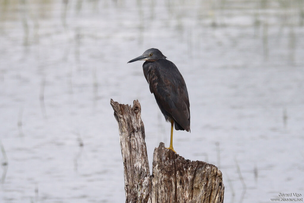 Slaty Egret