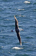 Black-browed Albatross