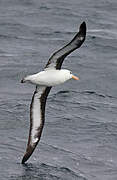 Black-browed Albatross