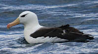 Albatros à sourcils noirs