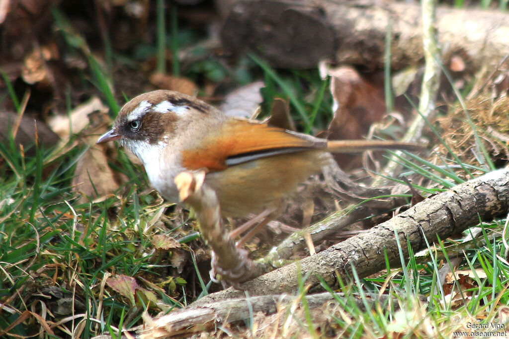 White-browed Fulvettaadult