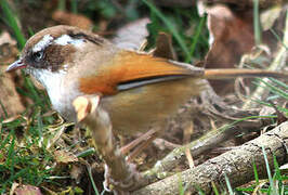 White-browed Fulvetta