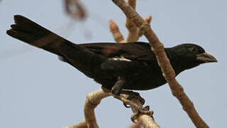 White-billed Buffalo Weaver