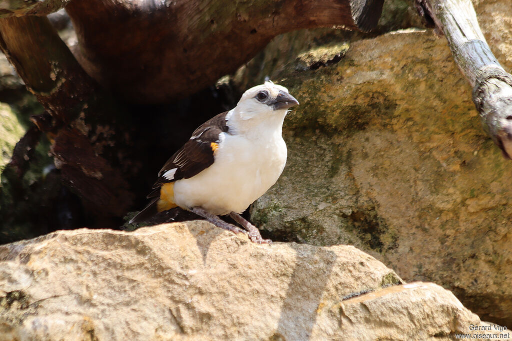 White-headed Buffalo Weaveradult