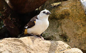 White-headed Buffalo Weaver