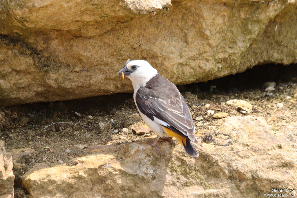 White-headed Buffalo Weaveradult