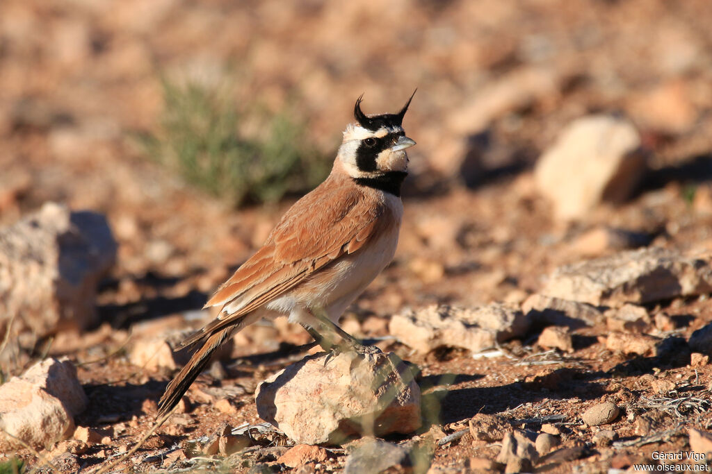 Temminck's Lark male adult breeding