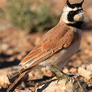Alouette bilophe