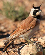 Temminck's Lark