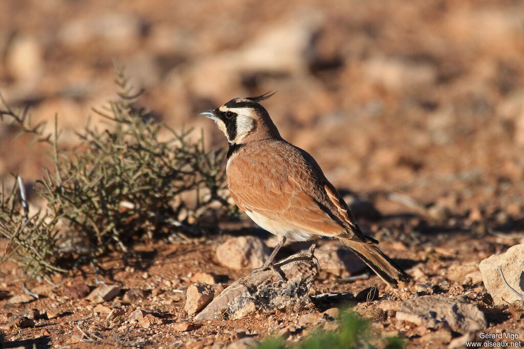 Temminck's Lark male adult breeding