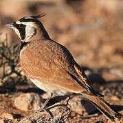 Temminck's Lark