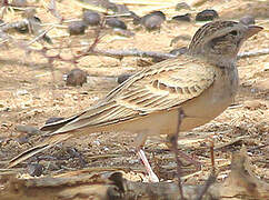 Greater Short-toed Lark