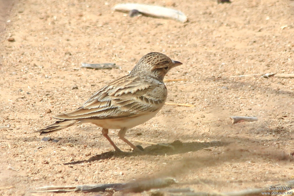 Greater Short-toed Larkadult