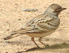 Greater Short-toed Lark