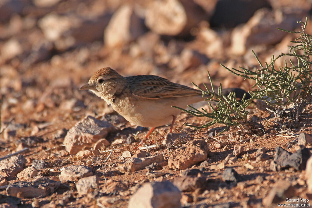 Greater Short-toed Larkadult