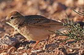 Greater Short-toed Lark