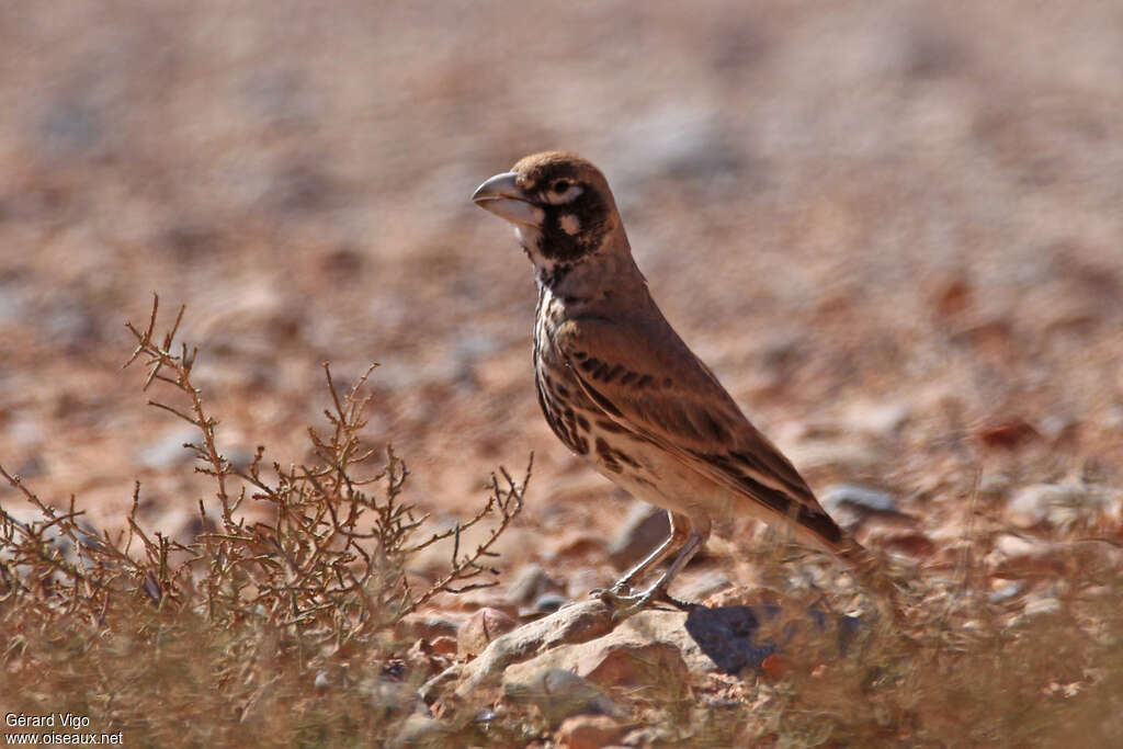 Thick-billed Lark male adult breeding, identification