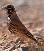 Thick-billed Lark