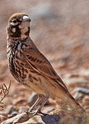 Thick-billed Lark