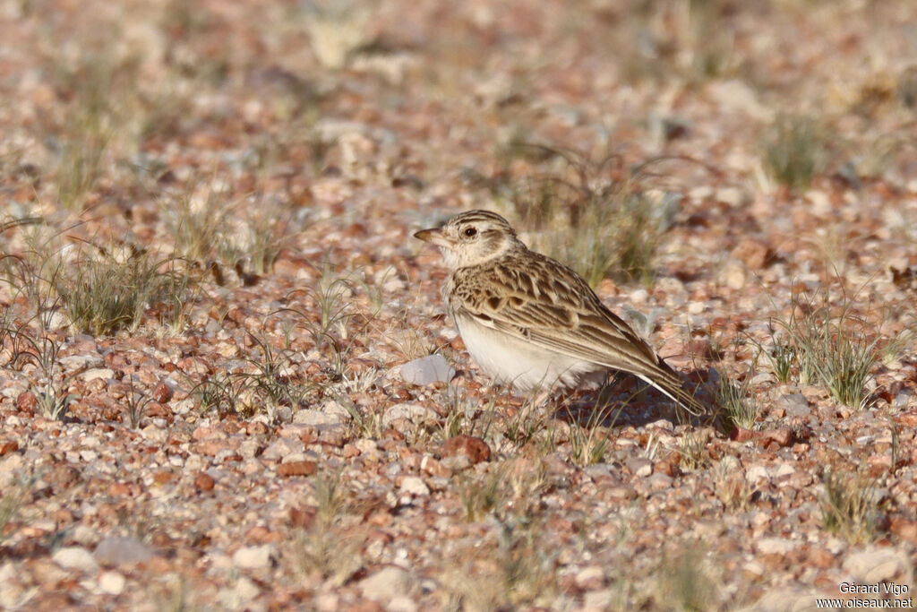 Alouette de Starkadulte