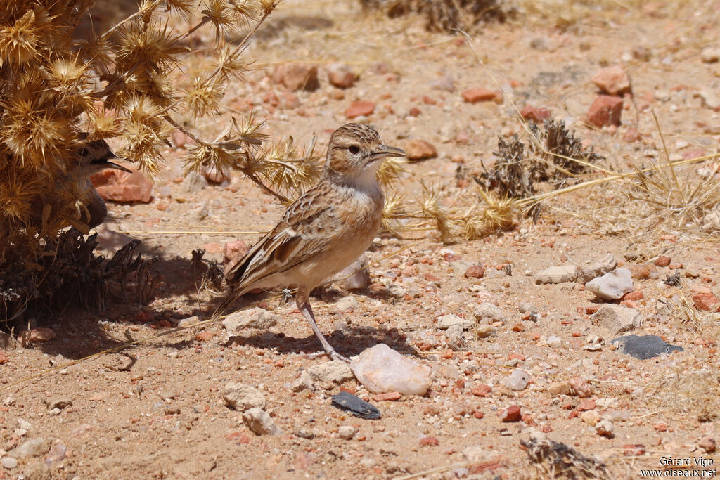 Alouette éperonnée
