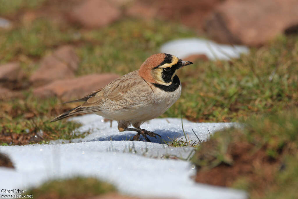 Horned Lark male adult breeding, pigmentation