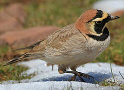 Horned Lark