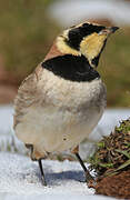 Horned Lark