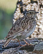 Woodlark