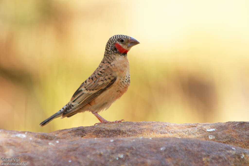 Cut-throat Finch male adult breeding, identification