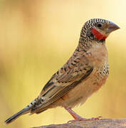 Cut-throat Finch