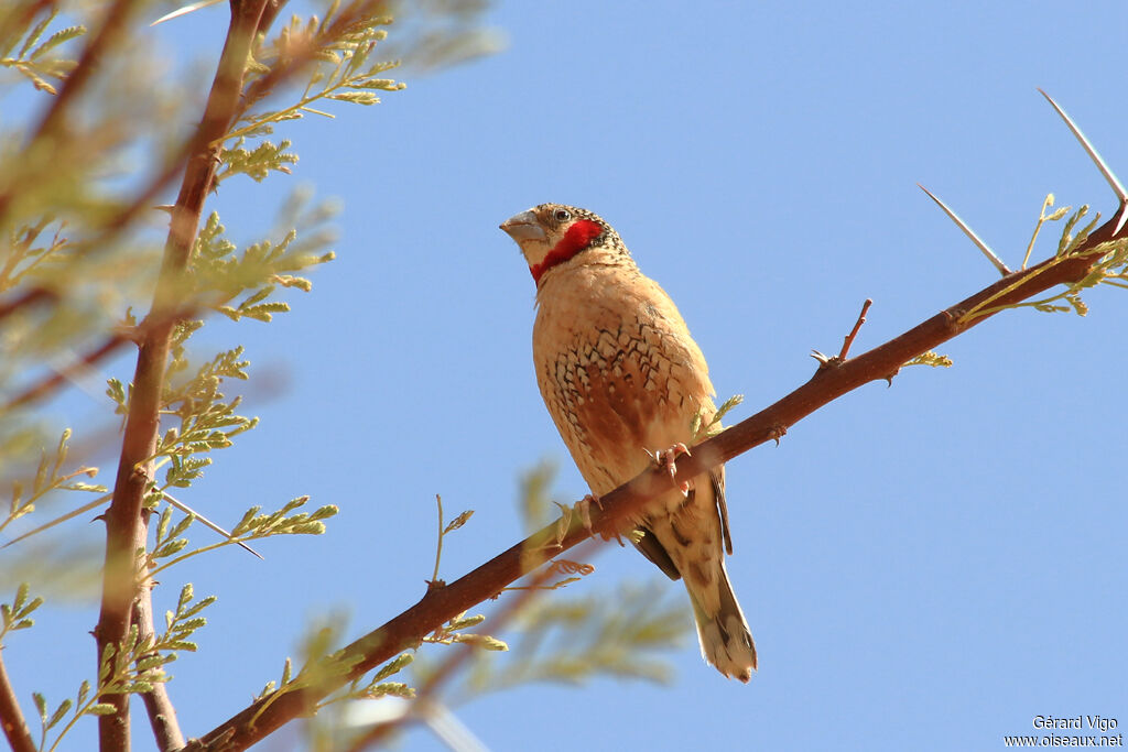 Cut-throat Finch male adult