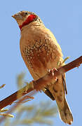 Cut-throat Finch