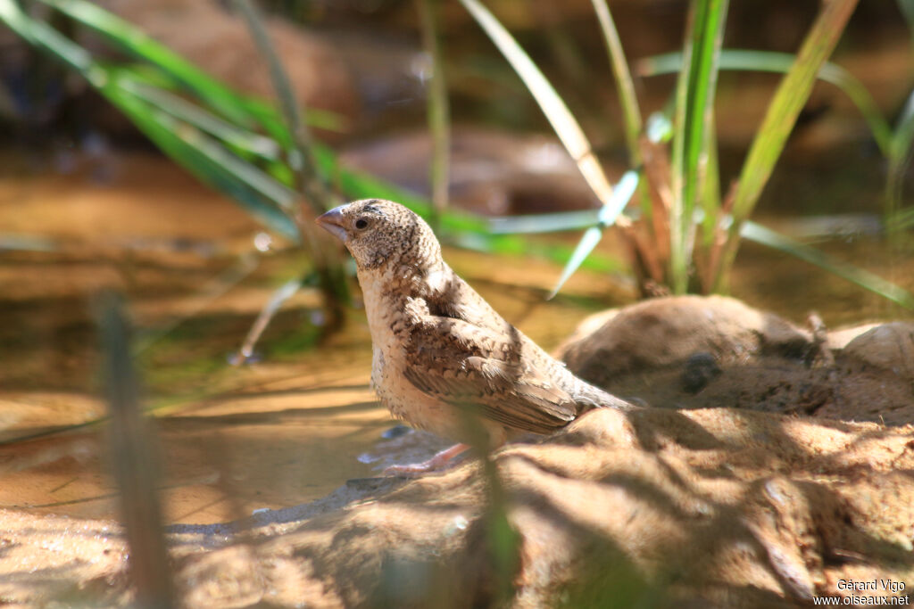 Cut-throat Finch female adult