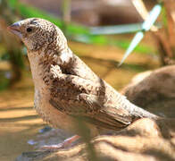 Cut-throat Finch