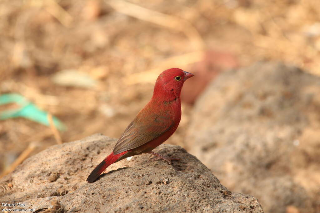 Red-billed Firefinch male adult