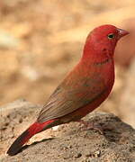 Red-billed Firefinch