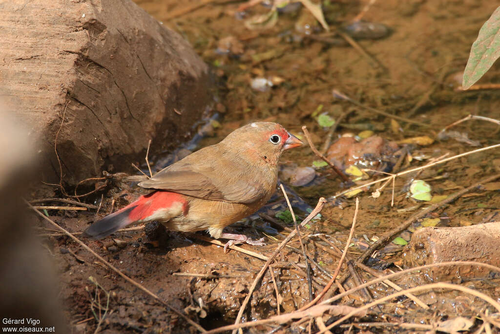 Red-billed Firefinch female adult