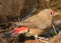 Red-billed Firefinch