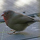 Amarante nitidule