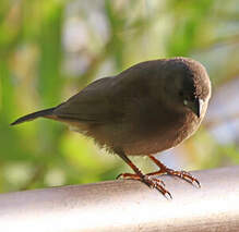 Amarante nitidule
