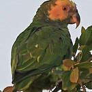 Amazone à face jaune